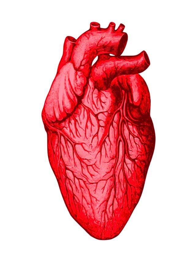 what is cardiovascular disease? It's causes and prevention.