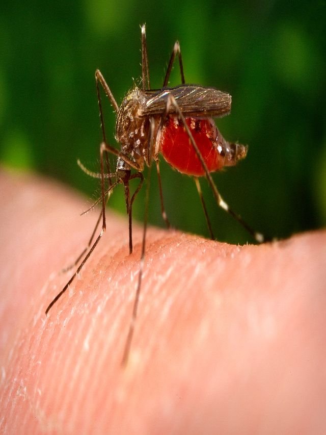 Understanding the Causes of Malaria: