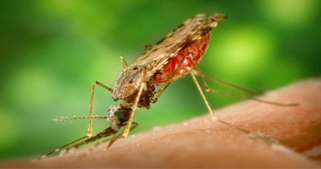 causes of malaria