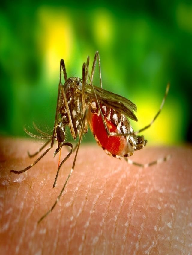 What is Malaria? Its Symptoms, Causes and Prevention: