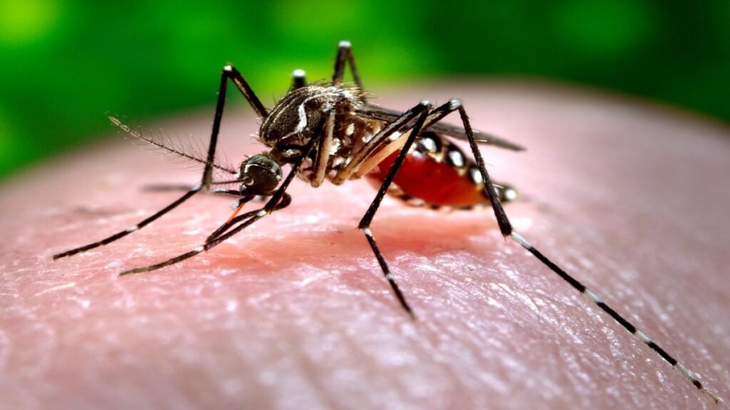 What is Dengue? Symptoms, Causes, & Treatment