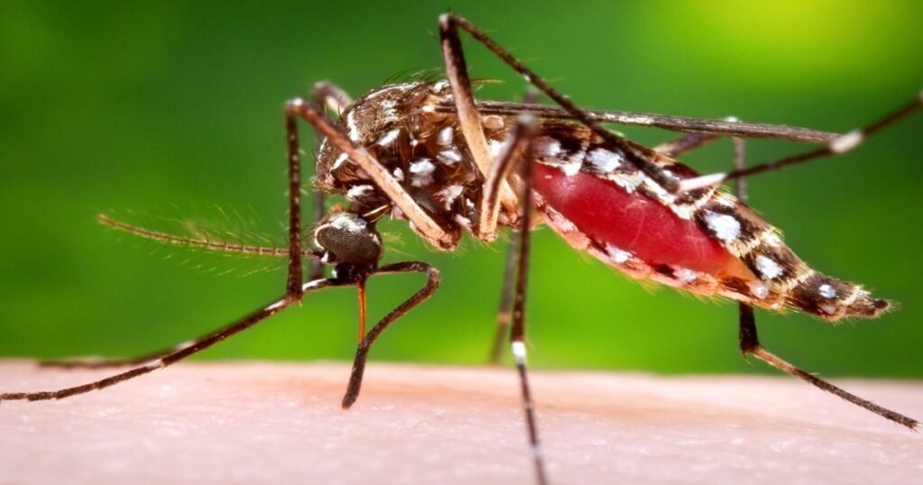 Dengue mosquito