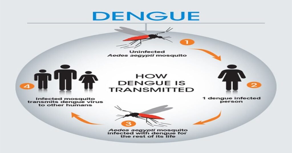 this image shows how dengue is transmitted